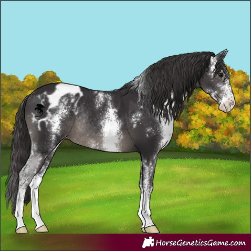 Horse Color:Smoky Black Sabino Appaloosa Rabicano