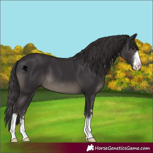 Horse Color:Smoky Black