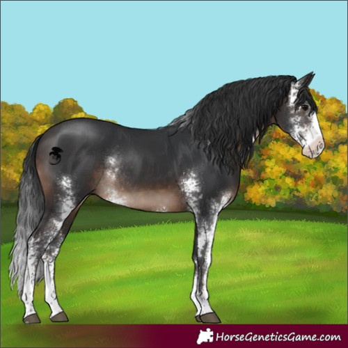 Horse Color:Brown Sabino Rabicano