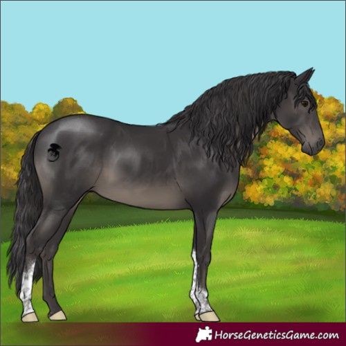 Horse Color:Smoky Black Tobiano