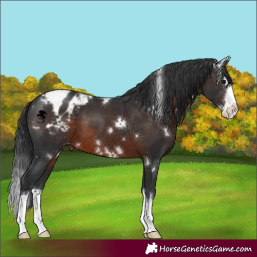 Horse Color:White Spotted Brown Splash Appaloosa 