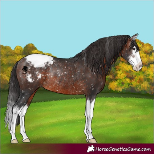 Horse Color:Brown Sabino Splash Appaloosa Rabicano 