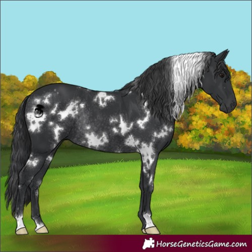Horse Color:White Spotted Black Rabicano