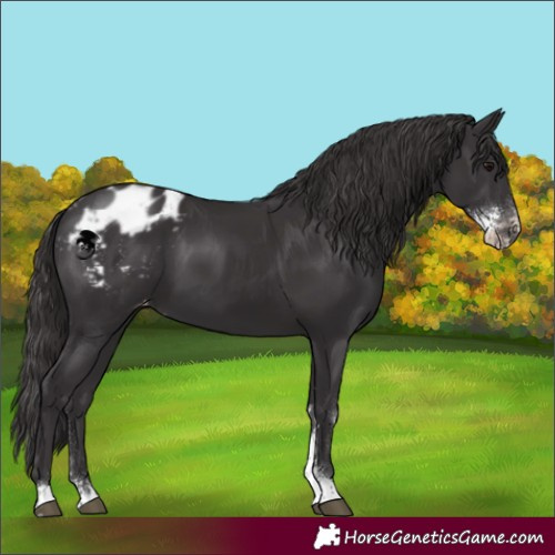 Horse Color:Smoky Black Sabino Appaloosa 