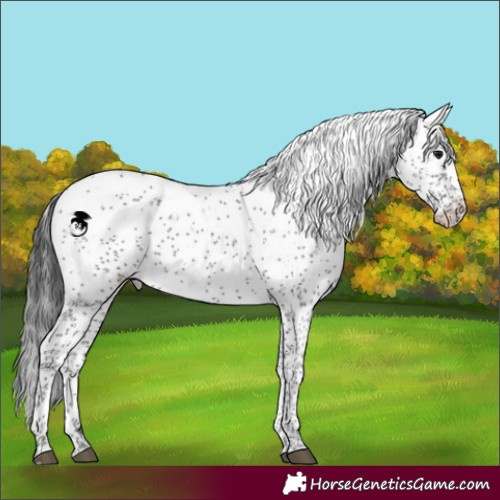 Horse Color:Black Sabino 
