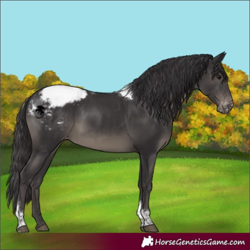 Horse Color:Smoky Black Tobiano Appaloosa Rabicano 