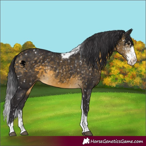 Horse Color:Buckskin Sabino Tobiano Appaloosa Rabicano 