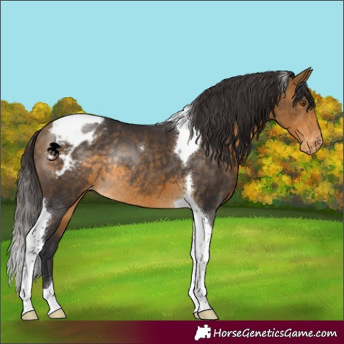 Horse Color:Buckskin Tobiano Appaloosa Rabicano 