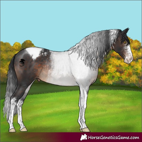 Horse Color:Brown Sabino Tobiano Appaloosa Rabicano 