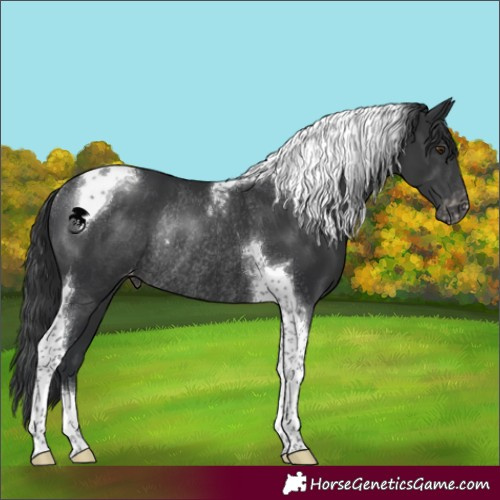 Horse Color:Black Tobiano Appaloosa Rabicano 