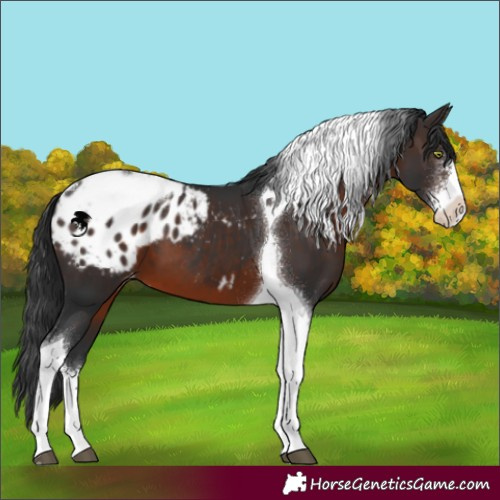 Horse Color:Brown Sabino Tobiano Appaloosa 