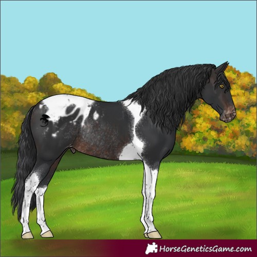 Horse Color:Brown Tobiano Appaloosa Rabicano 
