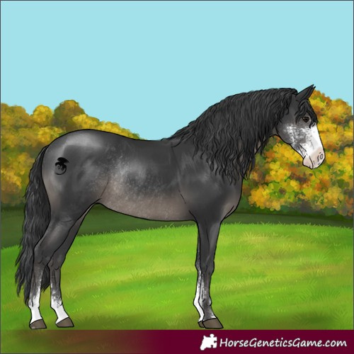 Horse Color:Black Sabino Rabicano 