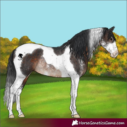 Horse Color:Brown Sabino Tobiano Rabicano 