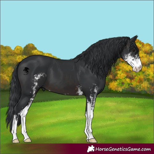 Horse Color:Brown Sabino 