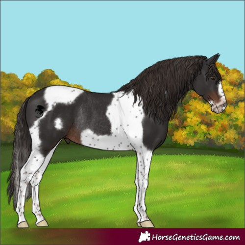 Horse Color:Liver Chestnut Tobiano Frame Rabicano 