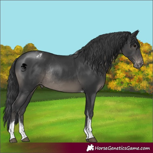 Horse Color:Black Tobiano Appaloosa Rabicano 