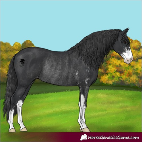 Horse Color:Black Sabino Appaloosa Rabicano 
