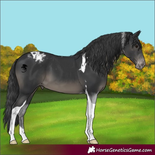 Horse Color:Black Tobiano Appaloosa 