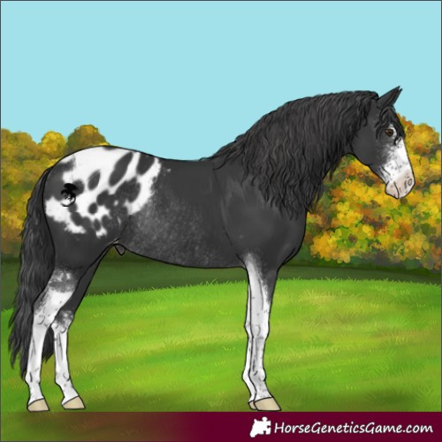 Horse Color:Black Sabino Tobiano Appaloosa Rabicano 