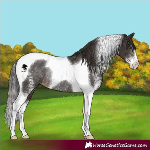 Horse Color:Liver Chestnut Sabino Tobiano Rabicano 
