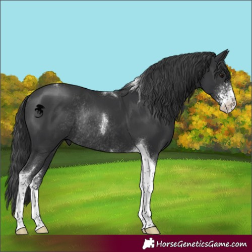 Horse Color:Black Sabino Tobiano Rabicano