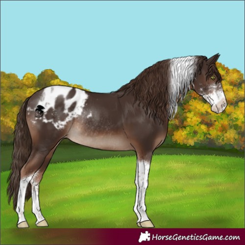 Horse Color:Liver Chestnut Sabino Tobiano Appaloosa Rabicano 