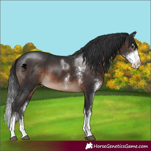 Horse Color:Brown Sabino Rabicano 