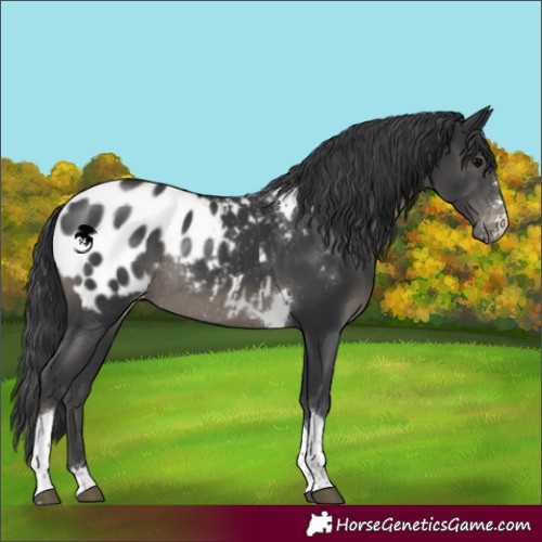 Horse Color:Black Tobiano Appaloosa Rabicano 