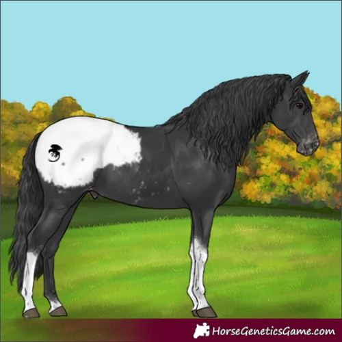 Horse Color:Black Tobiano Appaloosa