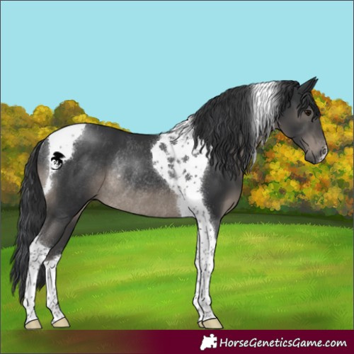 Horse Color:Black Tobiano Rabicano 