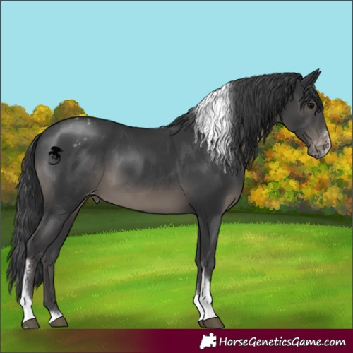 Horse Color:Black Sabino Tobiano Appaloosa 