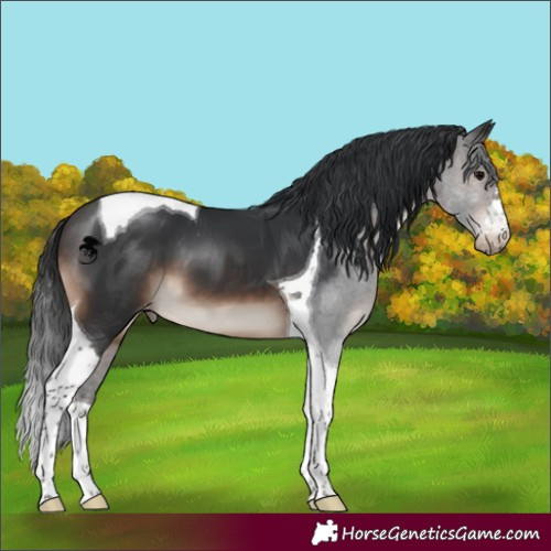 Horse Color:Brown Tobiano Appaloosa