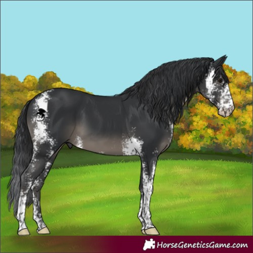 Horse Color:Black Sabino 