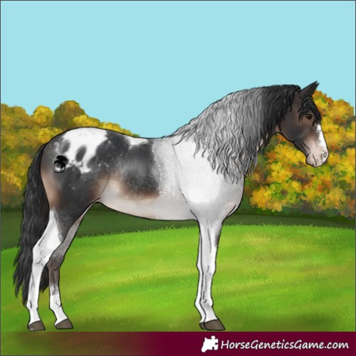 Horse Color:Brown Tobiano Appaloosa Rabicano 
