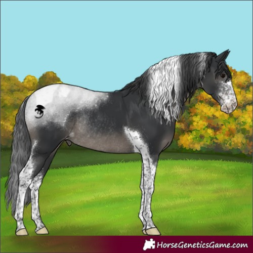 Horse Color:Black Sabino Tobiano Appaloosa Rabicano