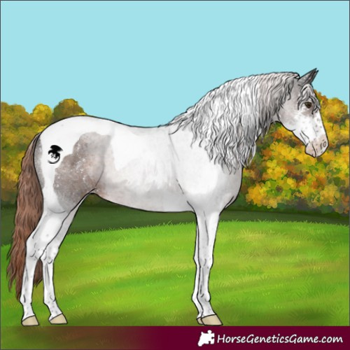 Horse Color:Liver Chestnut Sabino Tobiano Appaloosa 