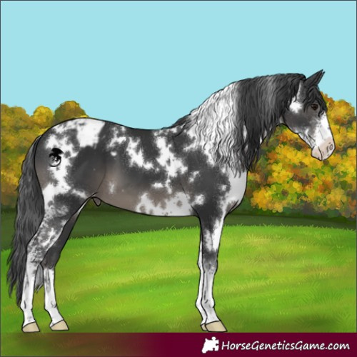 Horse Color:White Spotted Black Sabino Appaloosa 