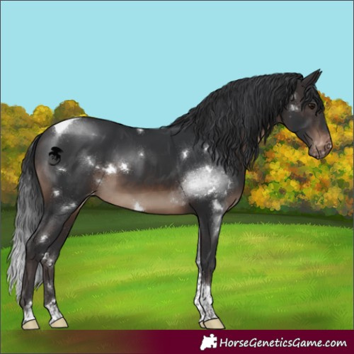 Horse Color:White Spotted Brown Tobiano Appaloosa Rabicano 