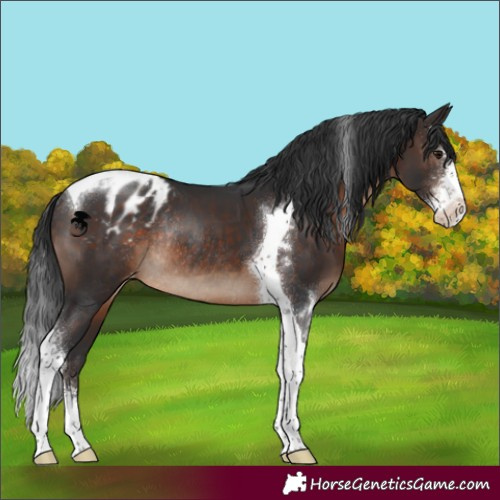 Horse Color:Brown Sabino Tobiano Appaloosa Rabicano 
