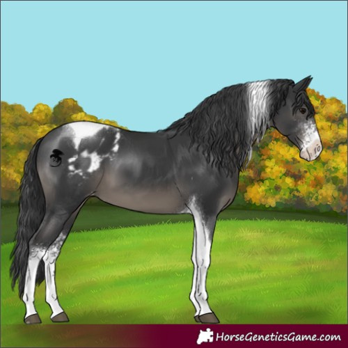 Horse Color:Black Sabino Tobiano Appaloosa 
