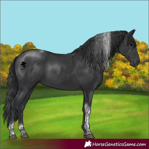 Horse Color:Black Tobiano Rabicano 