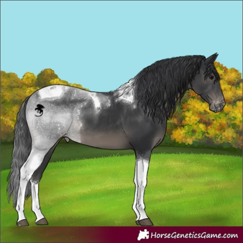 Horse Color:Black Tobiano Appaloosa 