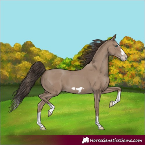 Horse Color:Classic Champagne Splash Frame 