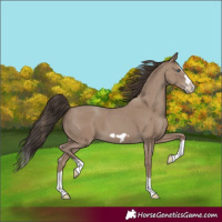 Horse Color:Classic Champagne Splash Frame 