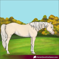 Horse Color:Gold Cream Champagne 