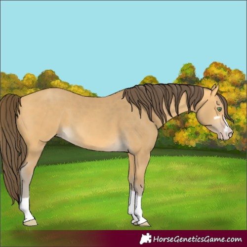 Horse Color:Amber Cream Champagne