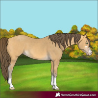 Horse Color:Amber Cream Champagne 