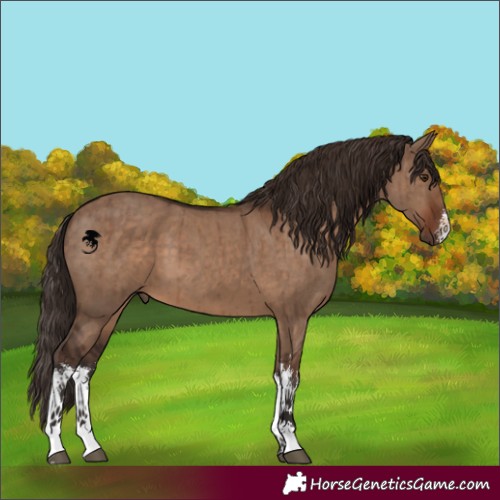 Horse Color:White Spotted Liver Red Dun Brindle