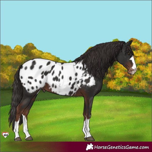 Horse Color:Liver Chestnut Appaloosa